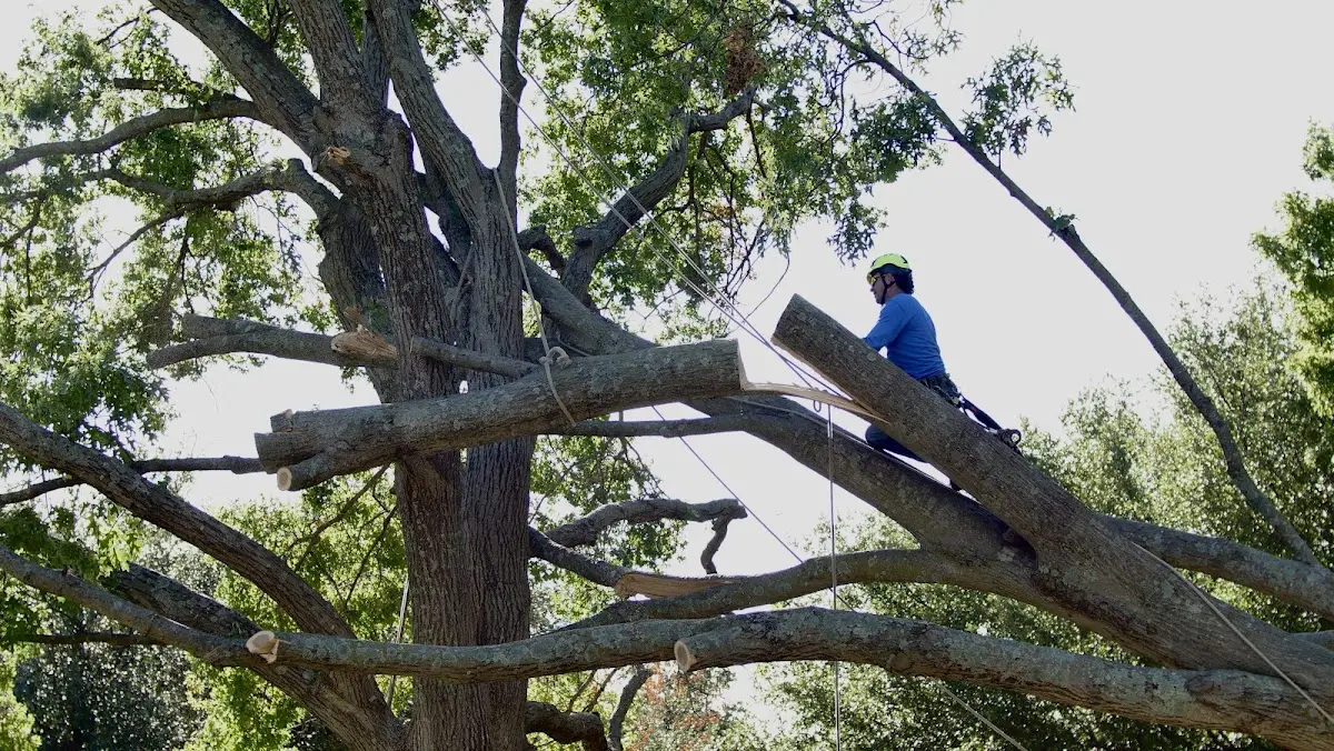 Professional Hazardous Tree Removal performed by certified arborists in Dana